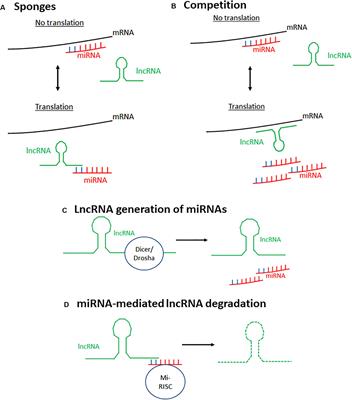 Regulation of Long Non-coding RNAs and MicroRNAs in Heart Disease: Insight Into Mechanisms and Therapeutic Approaches